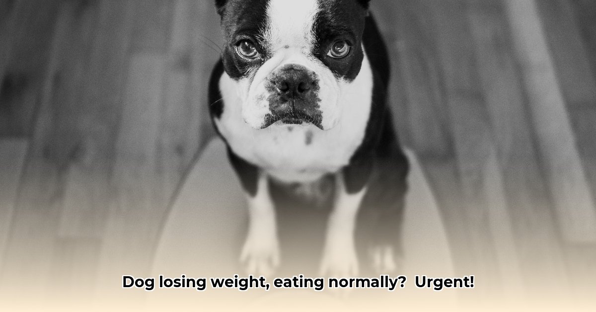 weight-loss-in-dogs-with-normal-appetite